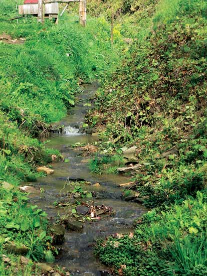 The stream with healthy bank vegetation after flash grazing.